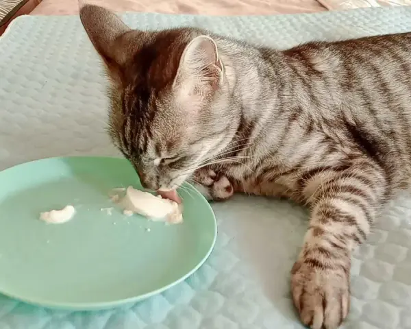 Un gatto tigrato grigio lecca con gusto lo yogurt da un piattino verde.