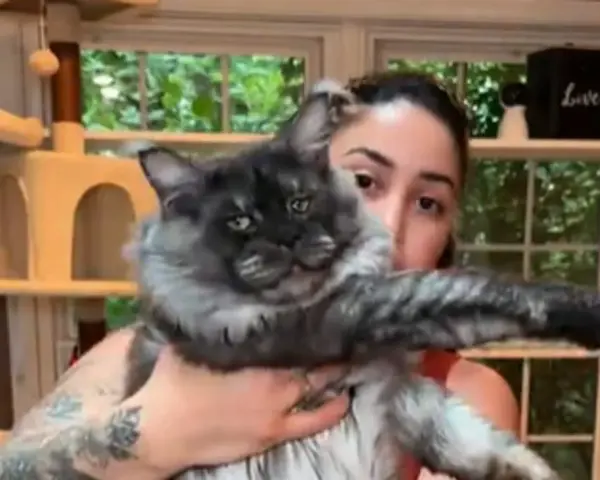 Un imponente Maine Coon, noto per le sue dimensioni, posa con la sua umana.