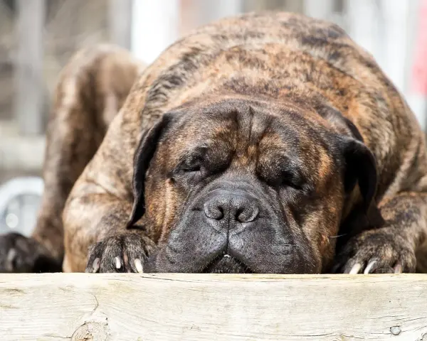 Un maestoso mastiff inglese riposa, con il muso appoggiato su un tronco di legno. Il suo manto tigrato è magnifico.
