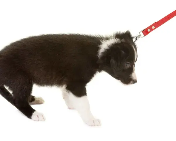 Cucciolo di Border Collie con guinzaglio rosso. Impara come non far tirare il cane al guinzaglio con un addestramento positivo.