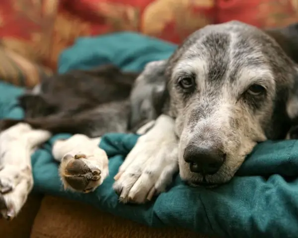 Un cane anziano con pelo grigio riposa su un cuscino verde. La sua espressione è stanca, forse riflette quanto vive un cane con demenza senile.