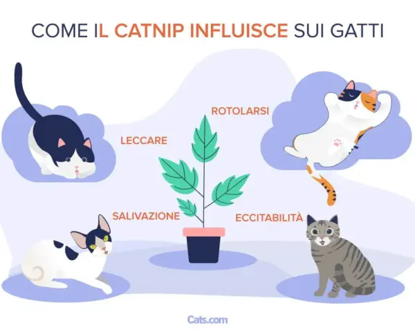 Il catnip cos'è? L'erba gatta provoca reazioni come rotolarsi, leccare, salivazione ed eccitabilità nei gatti, come illustrato.