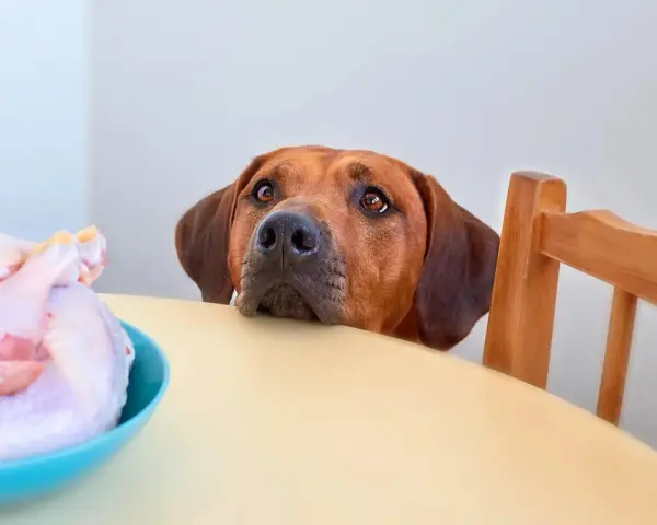 Cane con occhi imploranti guarda un pollo crudo su un tavolo. Chissà che carne può mangiare il cane?
