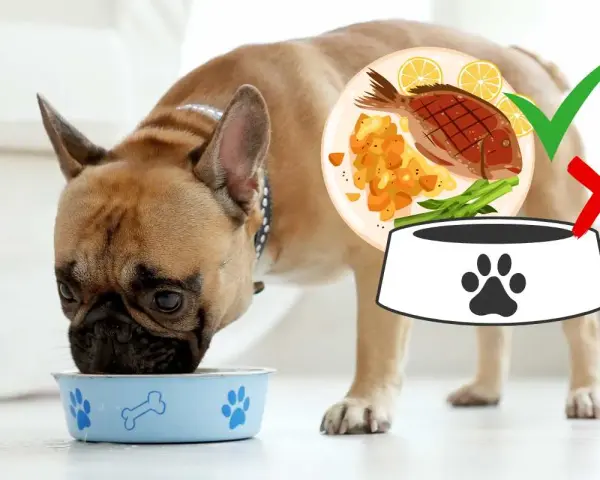 Un bulldog francese mangia dalla sua ciotola. Accanto, un piatto di pesce con verdure e limone, con un segno di spunta verde, indica che è adatto per il cane.