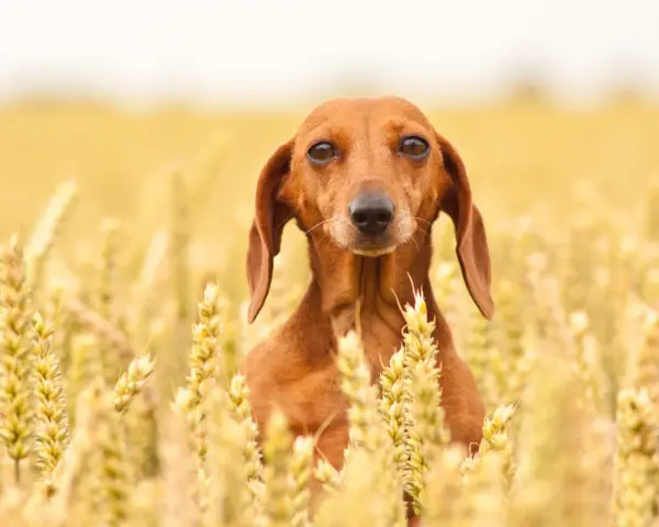 Un bassotto marrone si nasconde tra le spighe dorate di un campo di farro, con uno sguardo curioso.