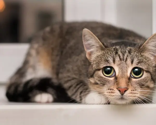 Gatto tigrato con occhi spalancati, forse si chiede di cosa hanno paura i gatti, nascosto sul davanzale.