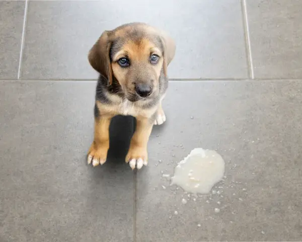 Dolce cucciolo con occhi tristi accanto a una macchia di vomito cane sul pavimento piastrellato.