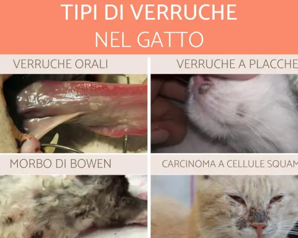 Immagine mostra diversi tipi di verruche nel gatto: orali, a placche, Morbo di Bowen e carcinoma.