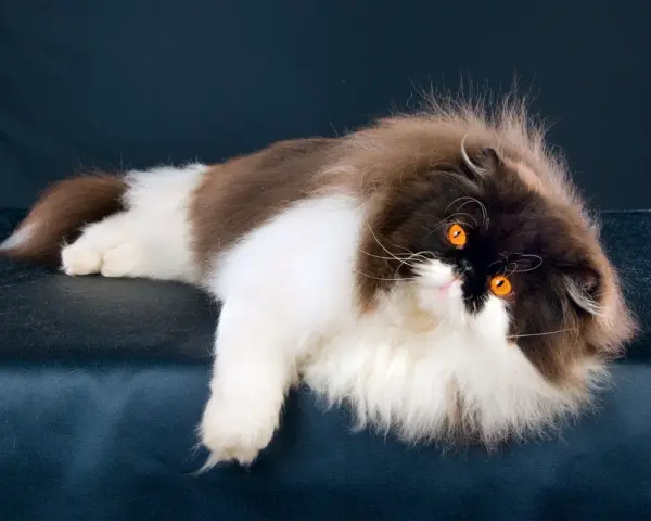 Gatto persiano dal carattere regale, con folta pelliccia bicolore e occhi arancioni penetranti, posa con eleganza su uno sfondo scuro.