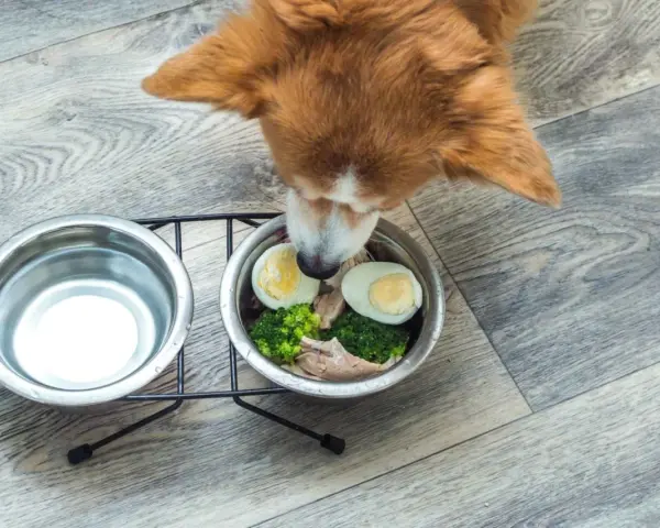 Un cane curioso annusa una ciotola con uova sode, broccoli e pollo. Sì, i cani possono mangiare le uova!