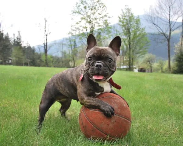 Un adorabile bulldog francese, con le sue tipiche dimensioni, gioca con un pallone da basket in un prato verde.