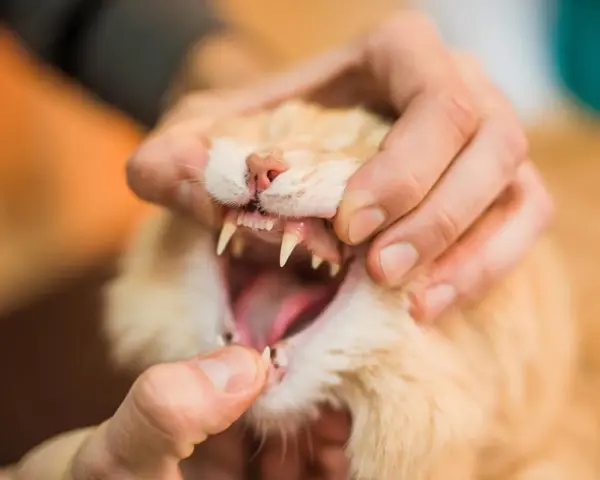 Mano che esamina la bocca aperta di un gatto arancione, mostrando i suoi denti aguzzi. Si nota che i denti del gatto cadono, forse a causa dell'età o di un problema di salute.