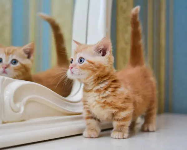 Un adorabile gattino munchkin arancione con occhi azzurri guarda il suo riflesso in uno specchio.