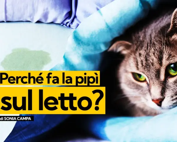 Gatto con occhi verdi su un letto macchiato, con testo "Perché fa la pipì sul letto?".