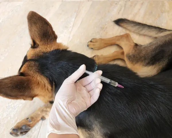 Mano con guanto somministra iniezione a cane. Prevenzione dei sintomi della leptospirosi nel cane.