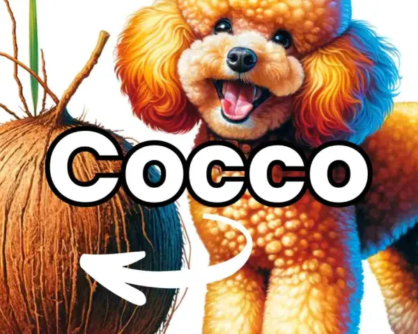Un barboncino sorridente accanto a un cocco, con una freccia che indica che i cani possono mangiare il cocco.