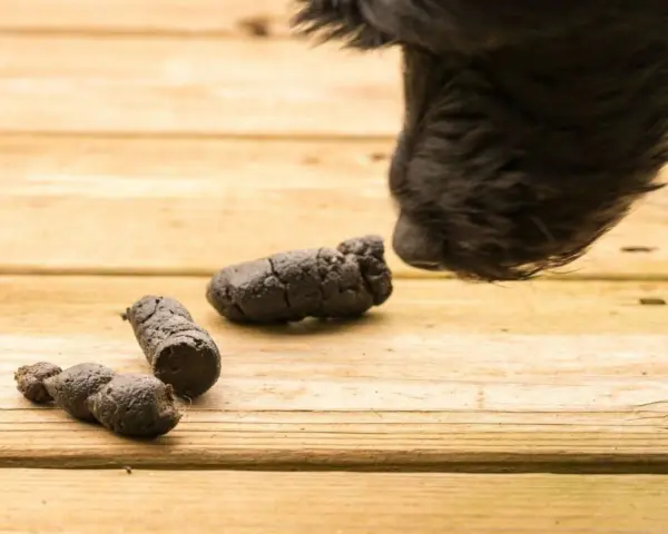 Un cane coprofago annusa delle feci sul legno.