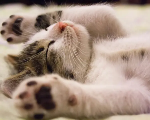 Un gatto dorme sereno, con le zampine in aria. Un segno che ti vuole bene? Forse, quando si sente al sicuro.