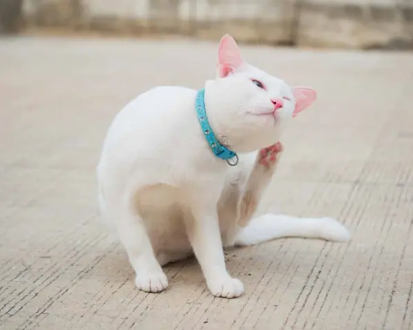Un gatto bianco con un collare azzurro si gratta le orecchie con la zampa posteriore, un'espressione soddisfatta sul muso.