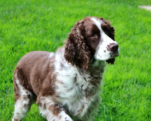 Un elegante springer spaniel marrone e bianco, con il pelo ondulato, osserva attentamente l'erba verde brillante.