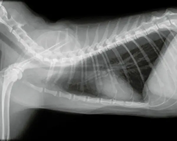 Radiografia toracica di un gatto con versamento pleurico, evidenziato da un'opacità scura nella cavità toracica.