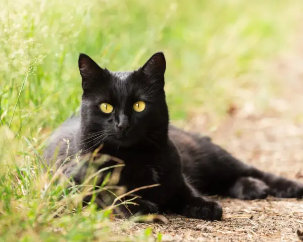 Un magnifico gatto nero razza, con occhi gialli penetranti, riposa sull'erba verde e terra battuta.