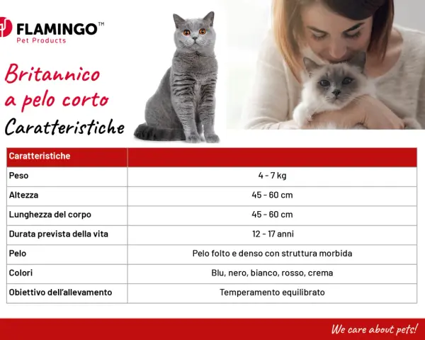 Caratteristiche del British Shorthair: peso 4-7 kg, pelo folto e denso, temperamento equilibrato.