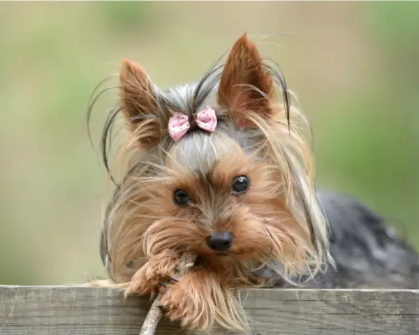 Dolce yorkshire terrier con fiocco rosa, il suo temperamento vivace si riflette negli occhi attenti mentre gioca con un bastoncino.