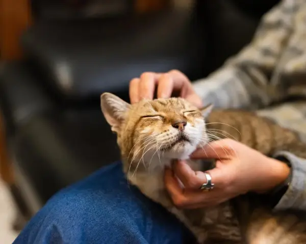 Un gatto tigrato con gli occhi chiusi riceve carezze, forse per questo i gatti fanno le fusa quando li accarezzi, esprimendo contentezza.