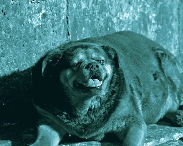 Un cane obeso, con la lingua fuori, riposa su un terreno roccioso.