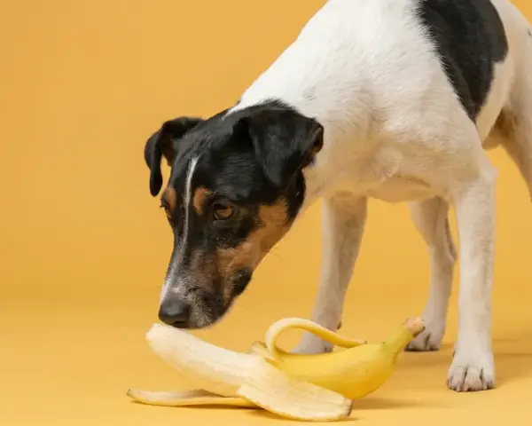 Un cane curioso annusa una banana sbucciata, chiedendosi se sia un nuovo snack.