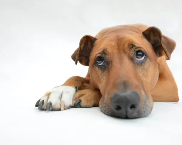 Un cane depresso con occhi tristi e un'espressione malinconica, sdraiato su uno sfondo bianco.