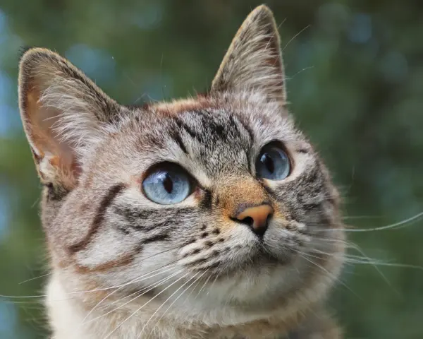 Primo piano di un gatto dagli occhi azzurri, con un pelo tigrato e morbido. Potrebbe essere un gatto con problemi di struvite.