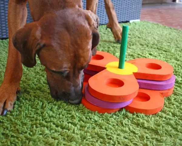Un cane marrone annusa un gioco fai da te per l'attivazione mentale, composto da anelli colorati impilati su un bastoncino verde.