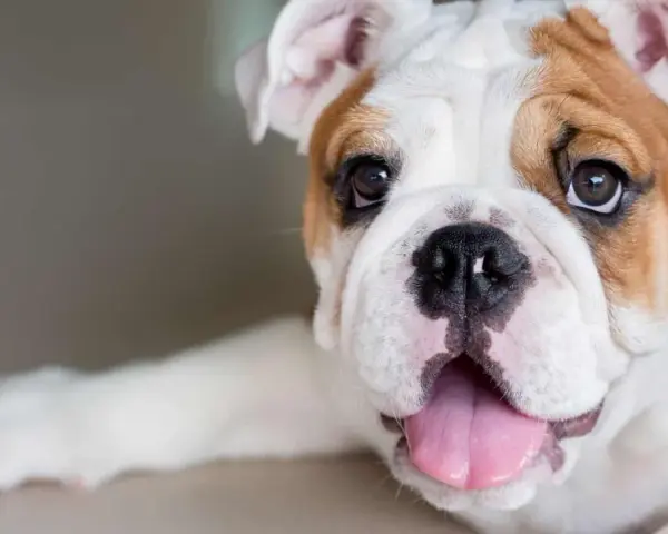 Un adorabile bulldog inglese, con il suo tipico bulldog inglese carattere, mostra la lingua rosa e gli occhi dolci.