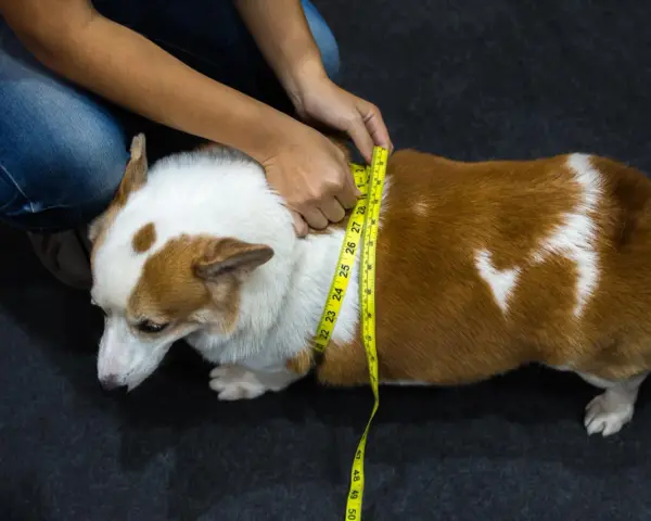 Misurare il corgi per capire come far dimagrire il cane. La circonferenza toracica è fondamentale per monitorare il peso.
