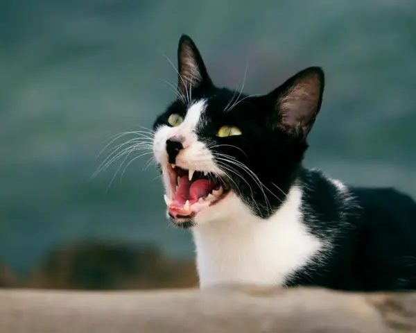 Gatta nera e bianca con occhi verdi spalancati, che miagola sempre, mostrando denti aguzzi e lingua rosa.