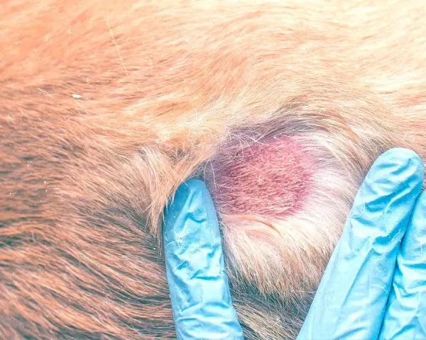 Esame di una dermatite con croste su un cane. Si cercano rimedi per alleviare il prurito e curare la pelle.