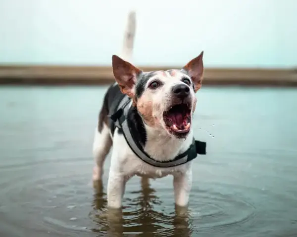 Un cane con un giubbotto di salvataggio sta in piedi nell'acqua, con la bocca aperta e il cane abbaia con gioia.