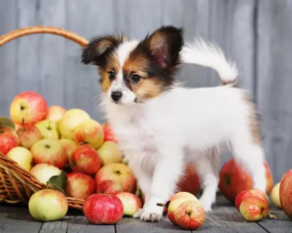 Un cucciolo di cane Papillon vicino a un cesto pieno di mele rosse e gialle. I cani possono mangiare la mela, un frutto sano per loro.