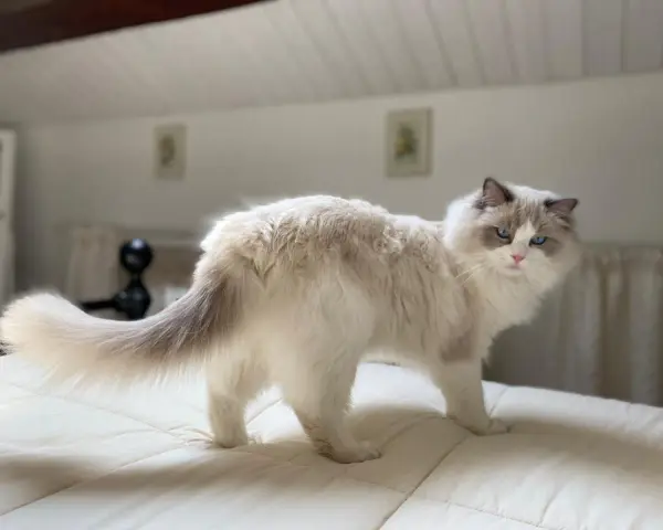 Un Ragdoll dal carattere dolce e curioso, con occhi azzurri penetranti, si muove con grazia su un letto.