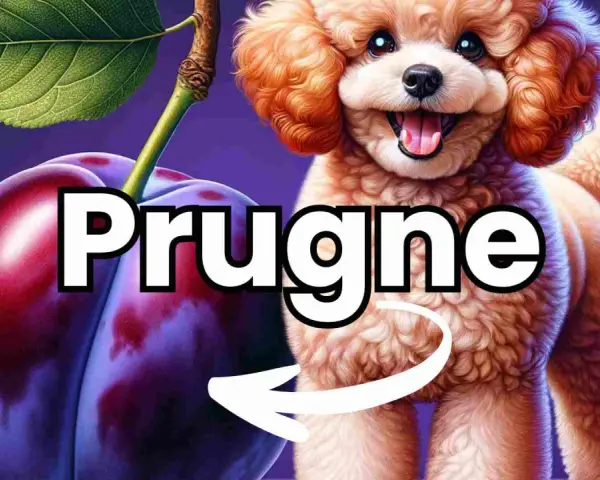 Un simpatico barboncino guarda delle prugne, suggerendo che i cani possono mangiare le prugne.