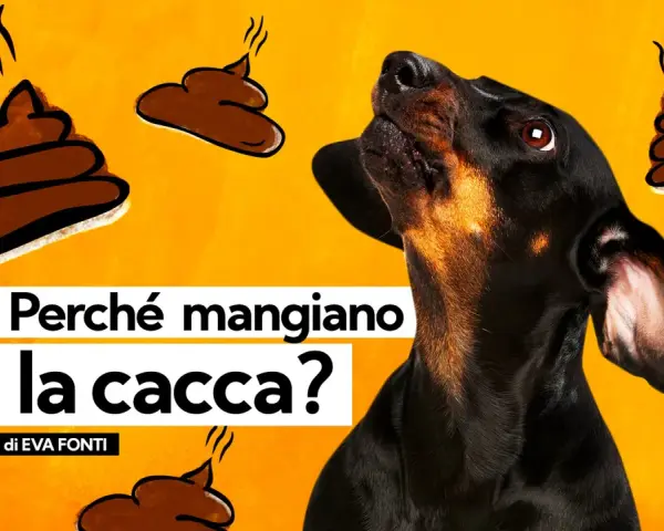 Un cane nero guarda incuriosito delle illustrazioni di cacca fumante. Il testo chiede: "Perché i cani mangiano la cacca?".