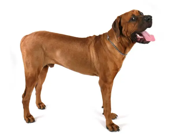 Un maestoso tosa inu color miele, con la lingua fuori e lo sguardo rivolto verso l'alto, posa su sfondo bianco.