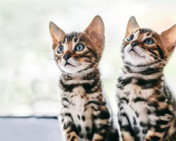 Due gattini di razze di gatti comuni, con mantello maculato e occhi azzurri, guardano incuriositi verso l'alto.