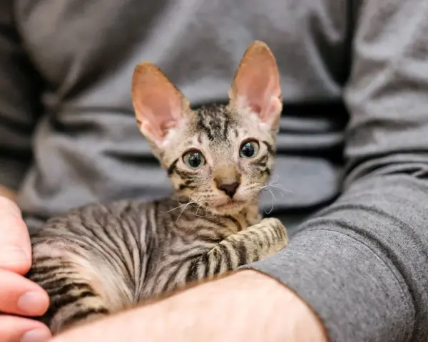 Un tenero gattino con grandi orecchie e occhi verdi, avvolto in un maglione grigio. Questi gatti piccoli sono adorabili.