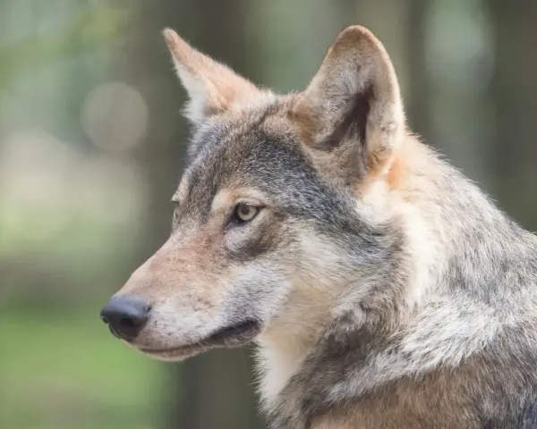 Primo piano di un lupo cecoslovacco, con il suo sguardo attento che riflette il suo carattere fiero e intelligente.