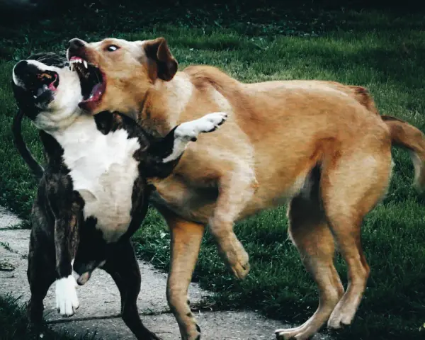 Un cane corso arrabbiato ringhia con la bocca spalancata, mostrando i denti aguzzi. Un altro cane lotta con lui.