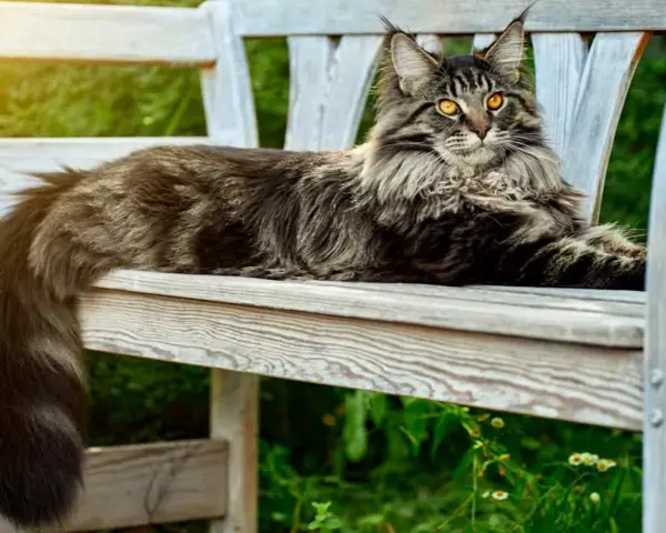 Un maestoso Maine Coon, con il suo folto pelo tigrato e gli occhi dorati, riposa su una panchina di legno in un giardino soleggiato.