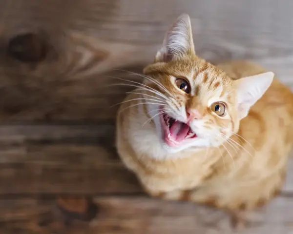 Gatto arancione con bocca aperta, sembra che stia per fare un miagolio gatto.